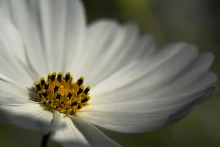 a close-up shot of a white flower with a yellow center