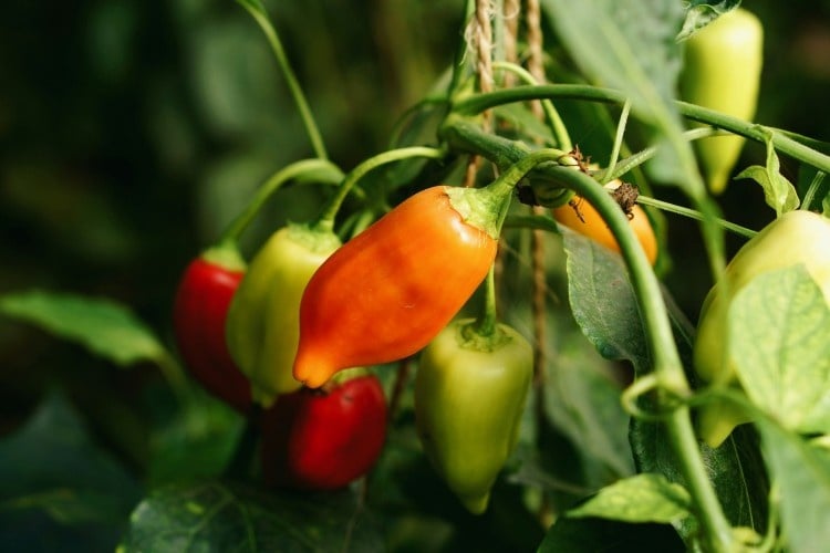 A spicy pepper growing on a plant