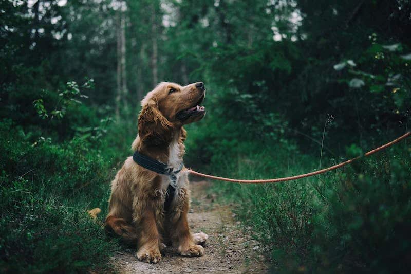 Melhores ideias de negócios Passear com cães