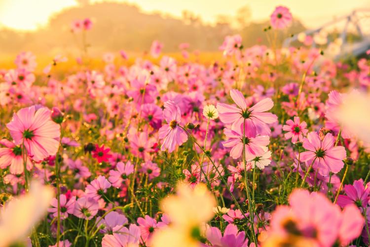 Botanical Descriptions
