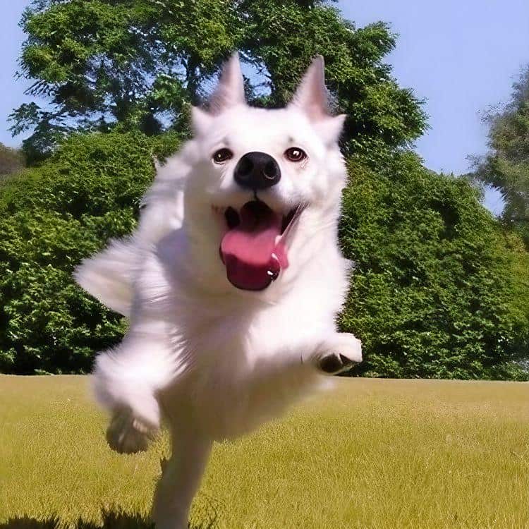 dog chasing birds