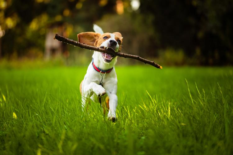 Dog Friendship and Bonds