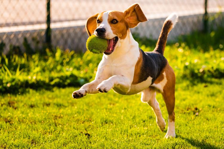 Dogs at Play and Sports