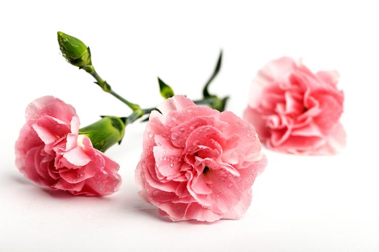 Eco-Friendly & Sustainable Flower Captions