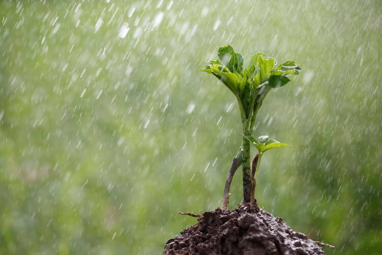 Nature and Rain Beauty Captions