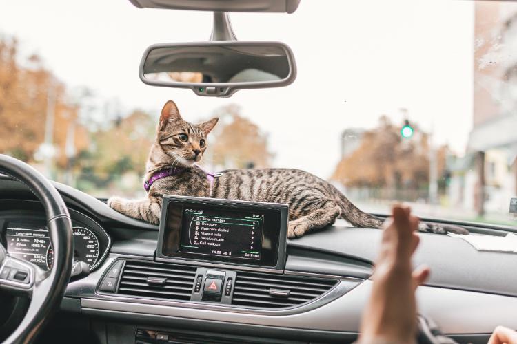 Pet Care Tips