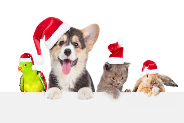 Pet Christmas Captions