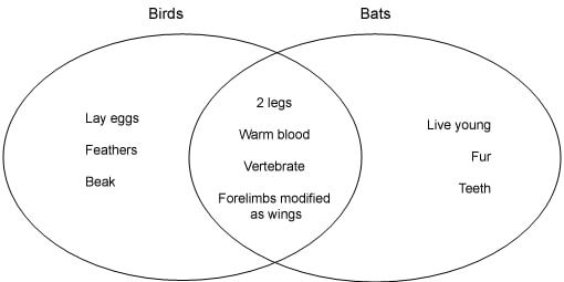 Venn Diagrams
