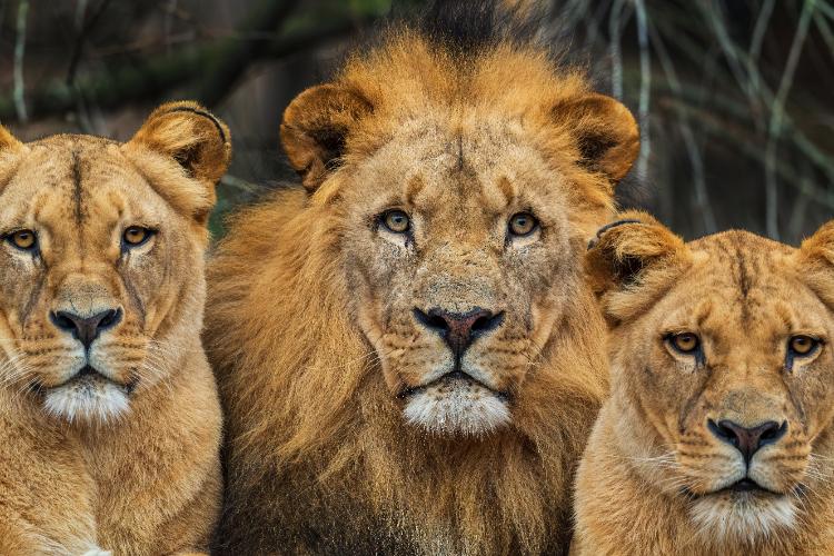 Wildlife and Animals Encounters Captions
