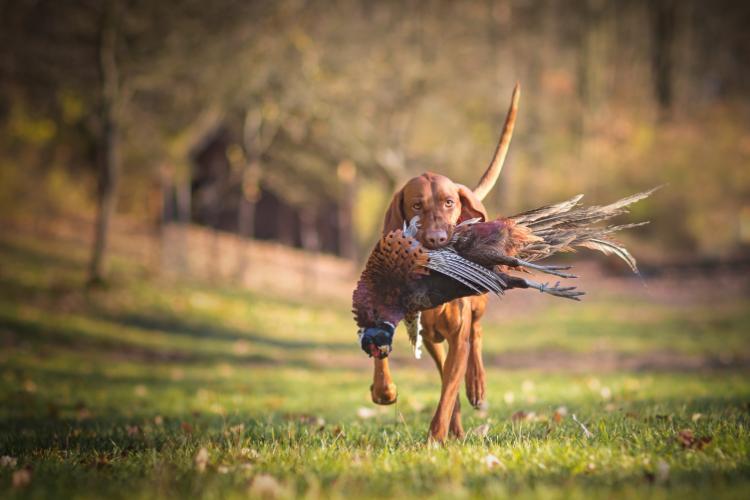 Hunting Dog Training and Tips